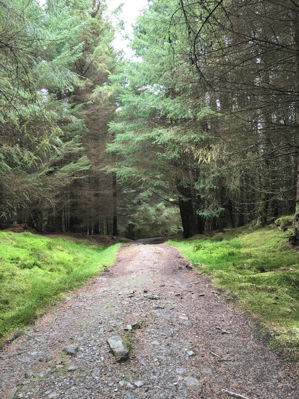 Pine forest at Crianlarich