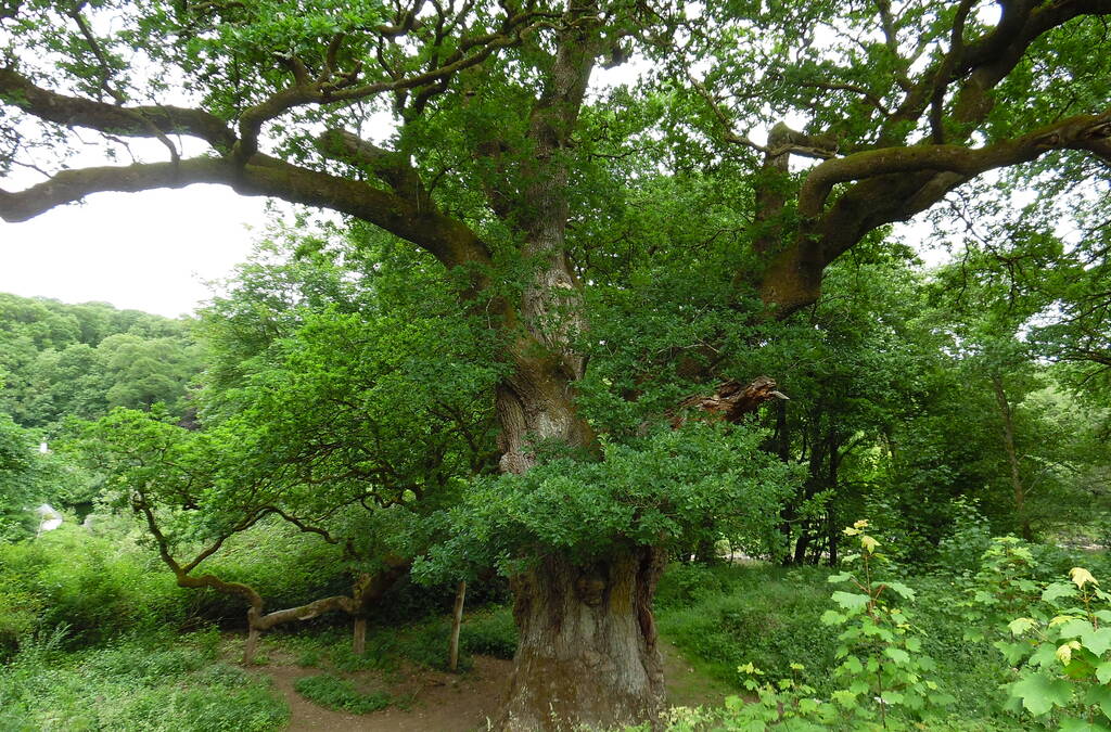 500 year old Birnam Oak