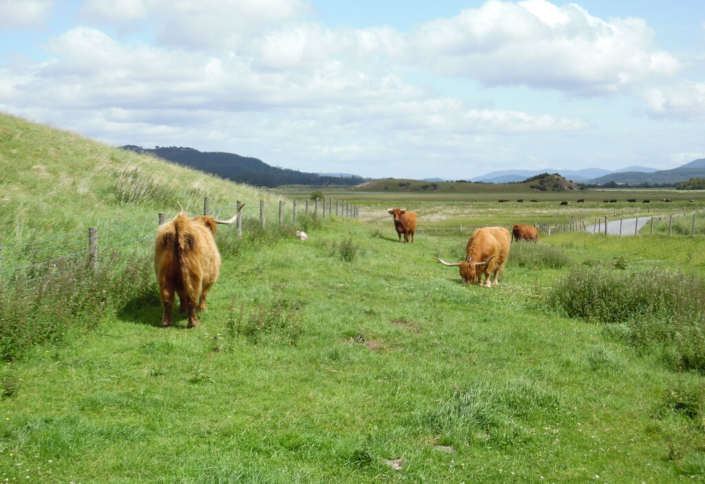 Highland Coo's at Ruthven Barracks Kingussie