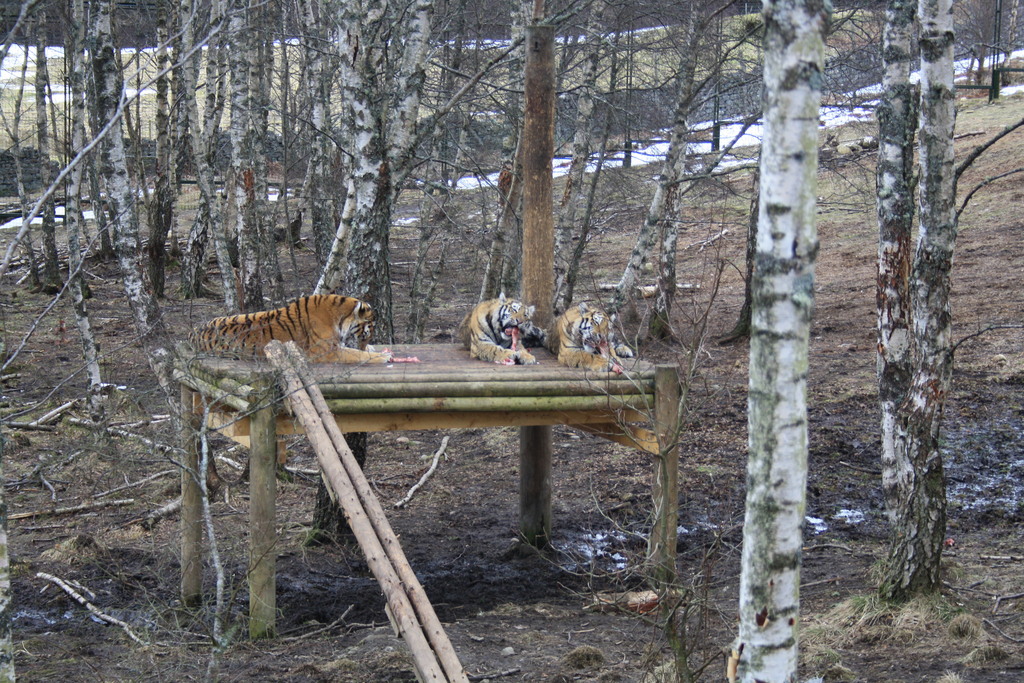 Tigers at Highland Wildlife Park Kincraig