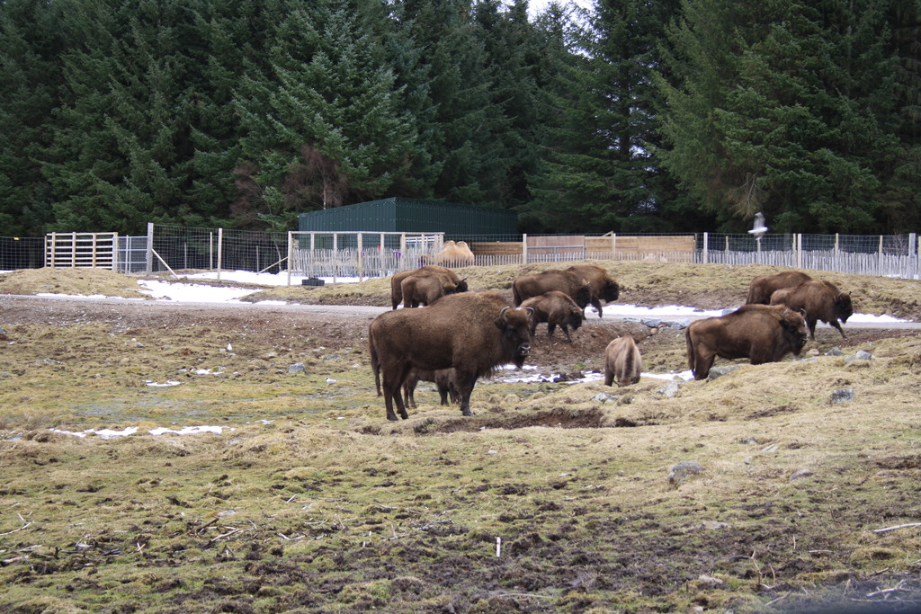 Bison at Highland Wildlife Park Kincraig