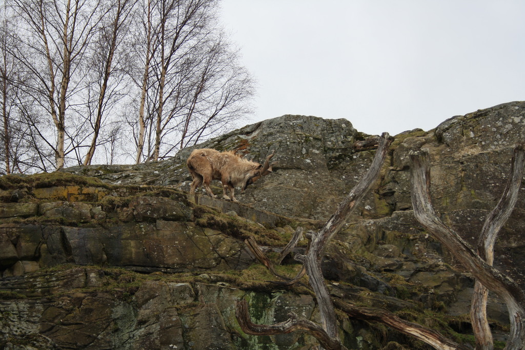 Turkmenian markhor at Highland Wildlife Park Kincraig
