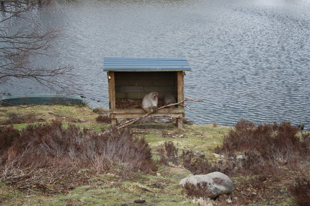Japanese macaques at Highland Wildlife Park Kincraig