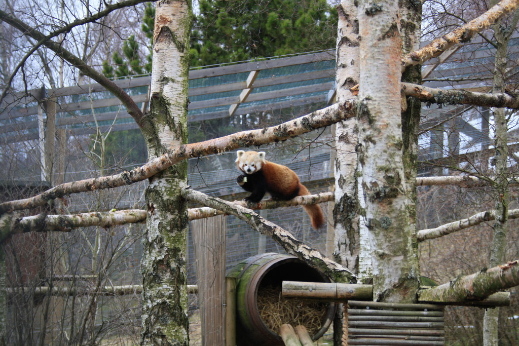 Red panda at Highland Wildlife Park Kincraig