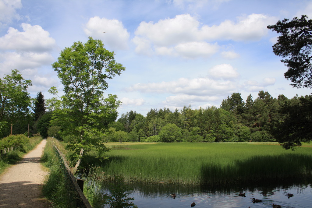 Walk from Grantown-on-Spey to the River Spey