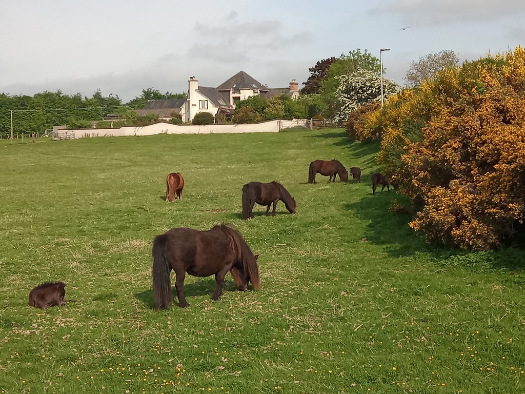 Shetland Ponies in Conon Bridge