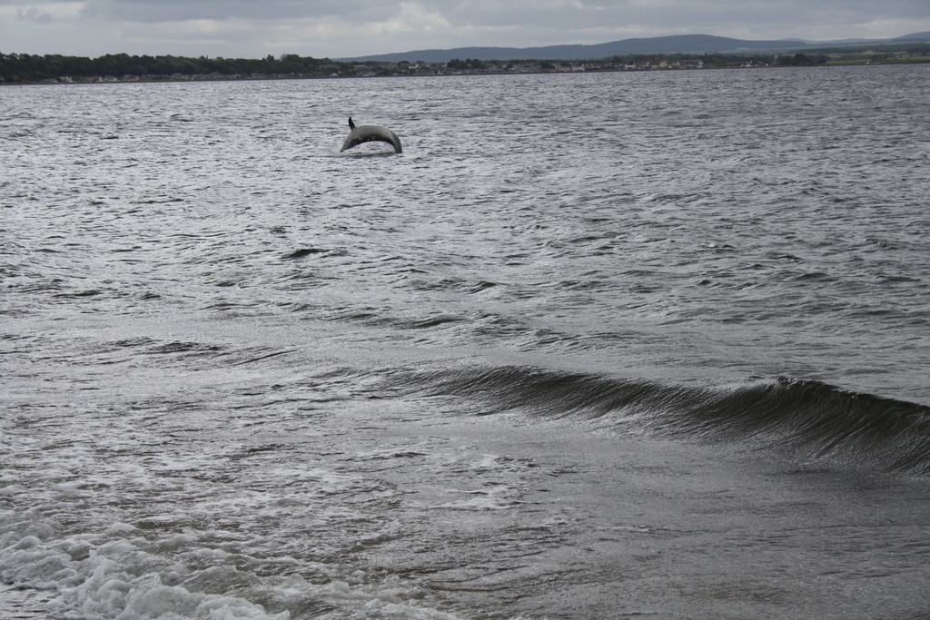 Dolphin leaping at Chanonry Point