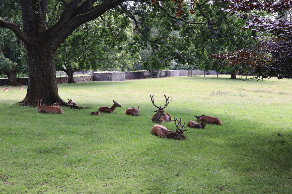 Red deer park at Blair Castle