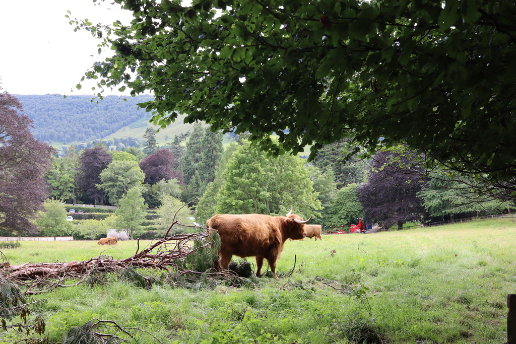 Highland coo at Blair Castle