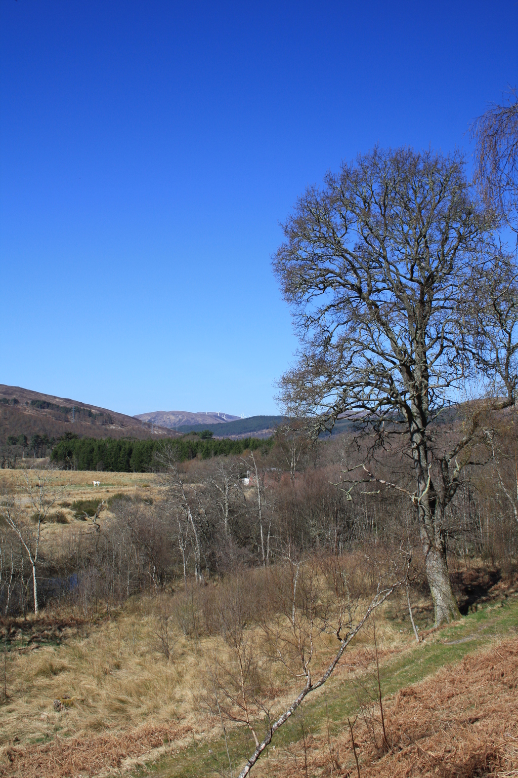 View from path between Garve and Contin