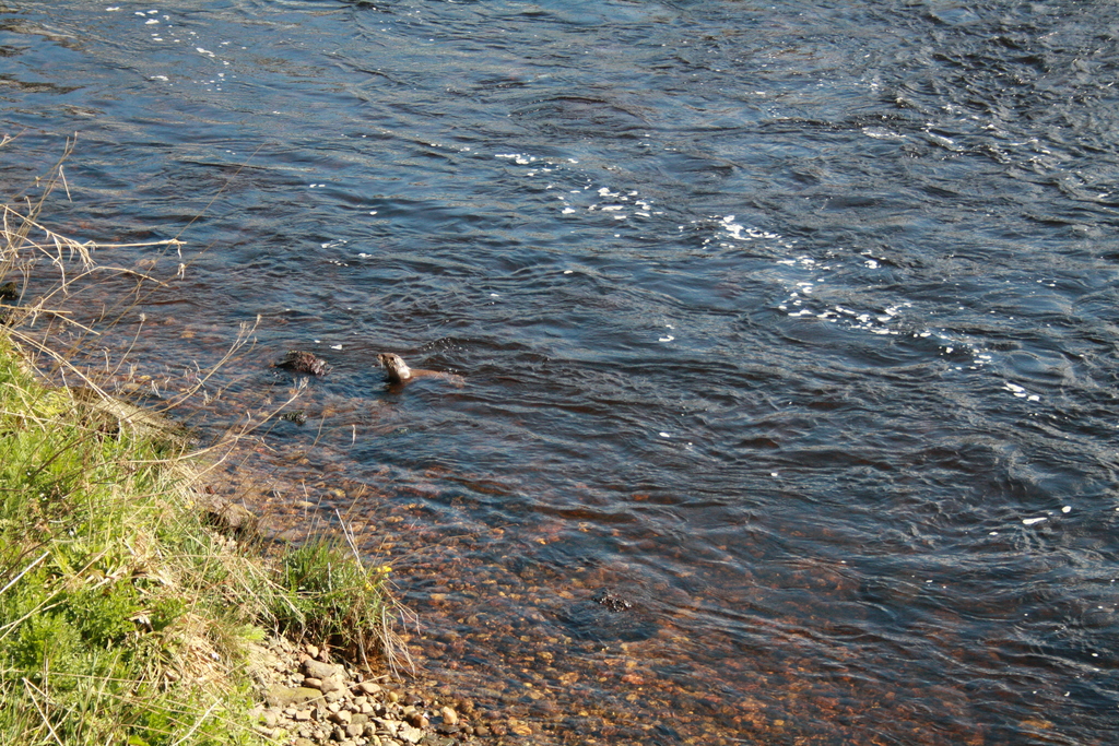 Otter in River Tay at Perth