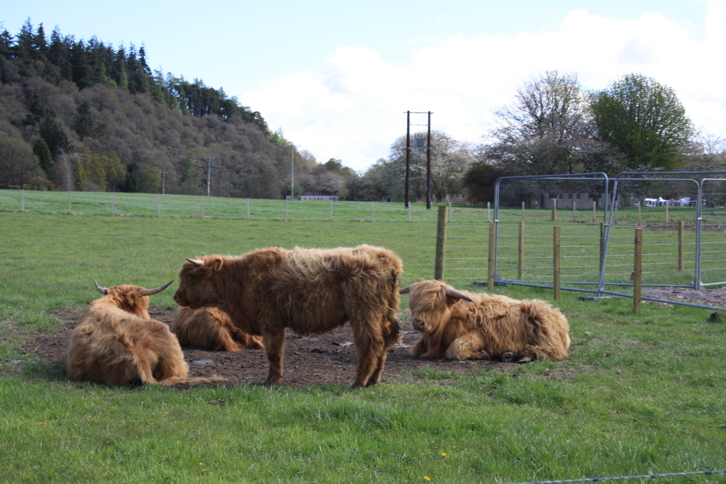 Highland Coos at Dochgarroch