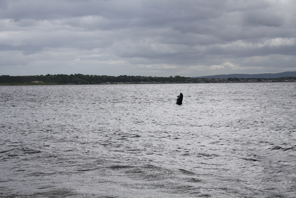 Dolphin leaping at Chanonry Point