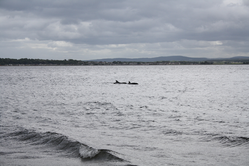 Two dolphins at Chanonry Point