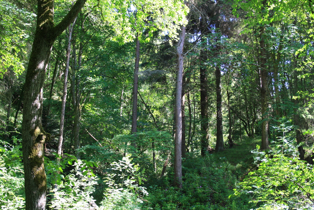 Fairy Glen, Rosemarkie