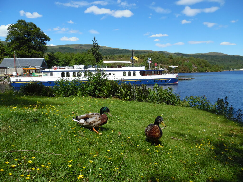 Ducks and boat at Fort Augustus