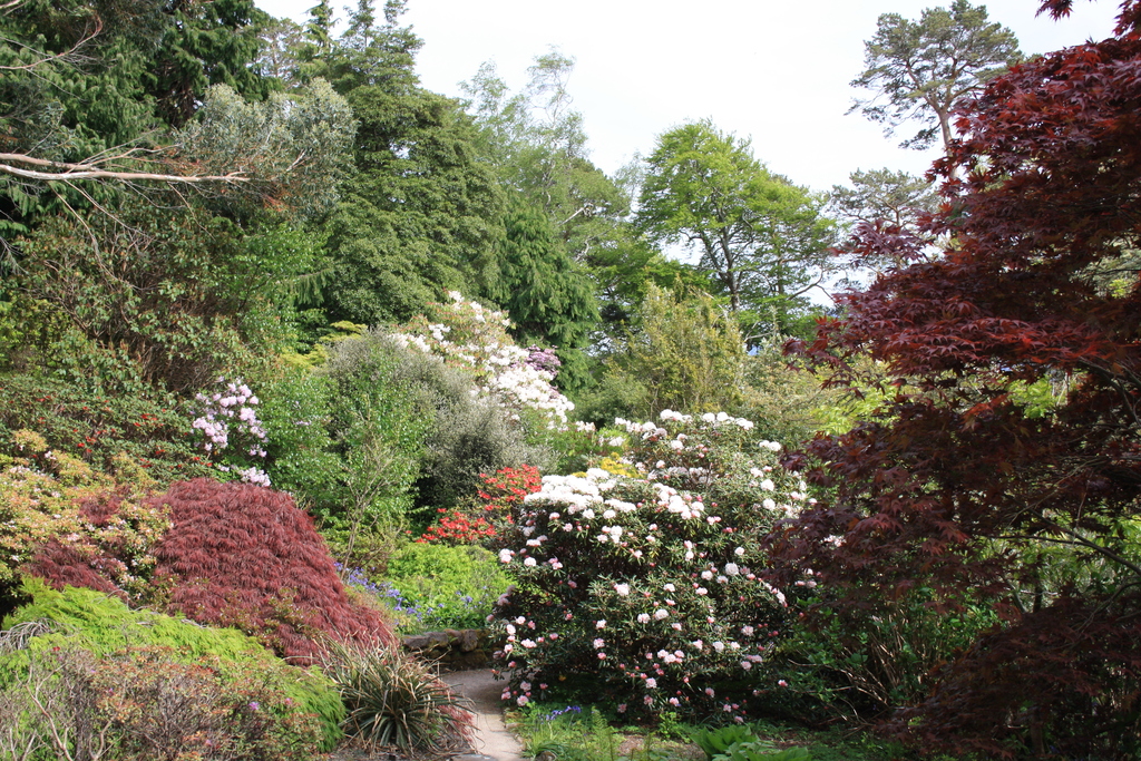 Colourful trees and plants at Inverewe Garden