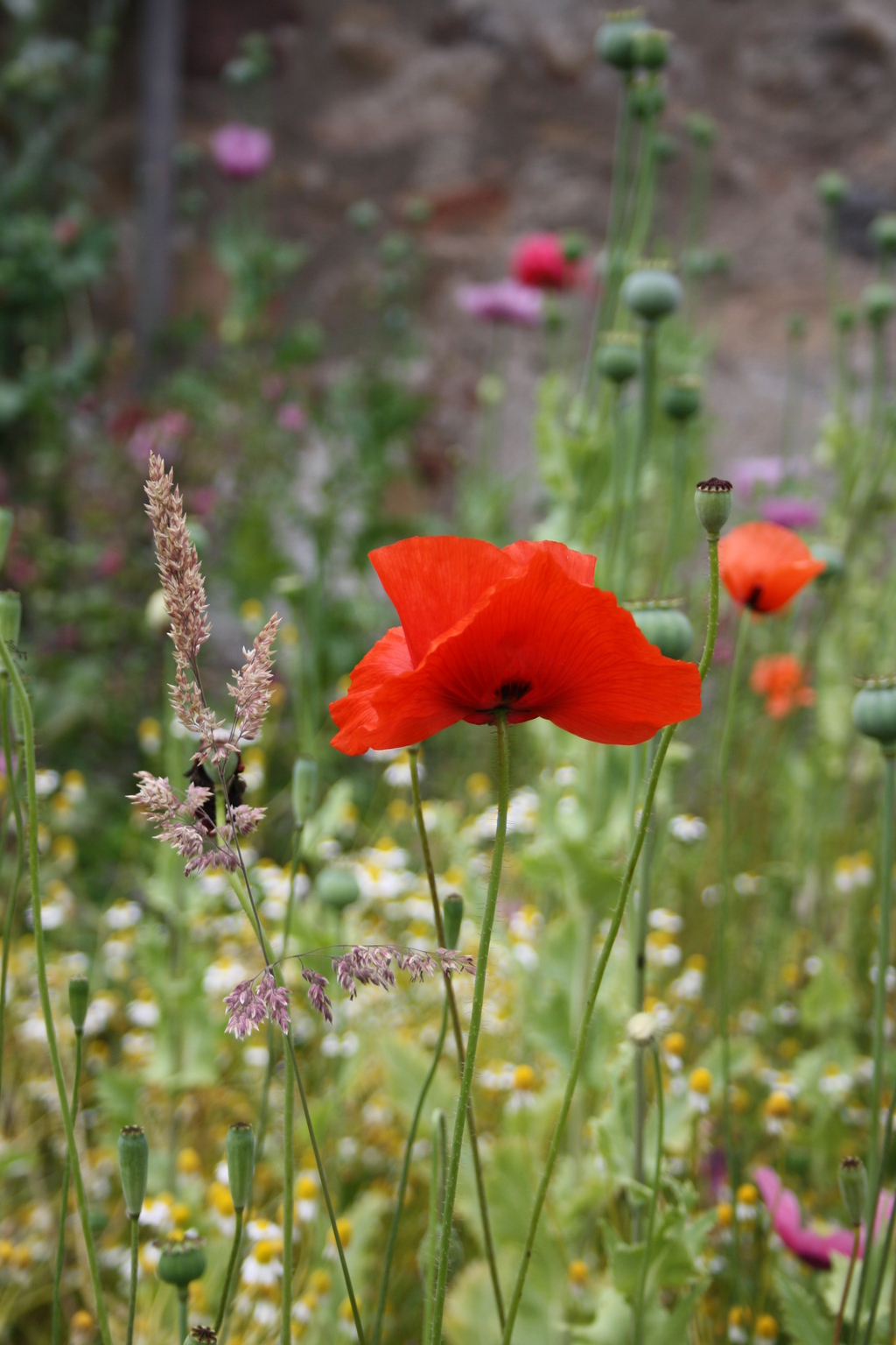 Flowers at Brodie Castle gardens