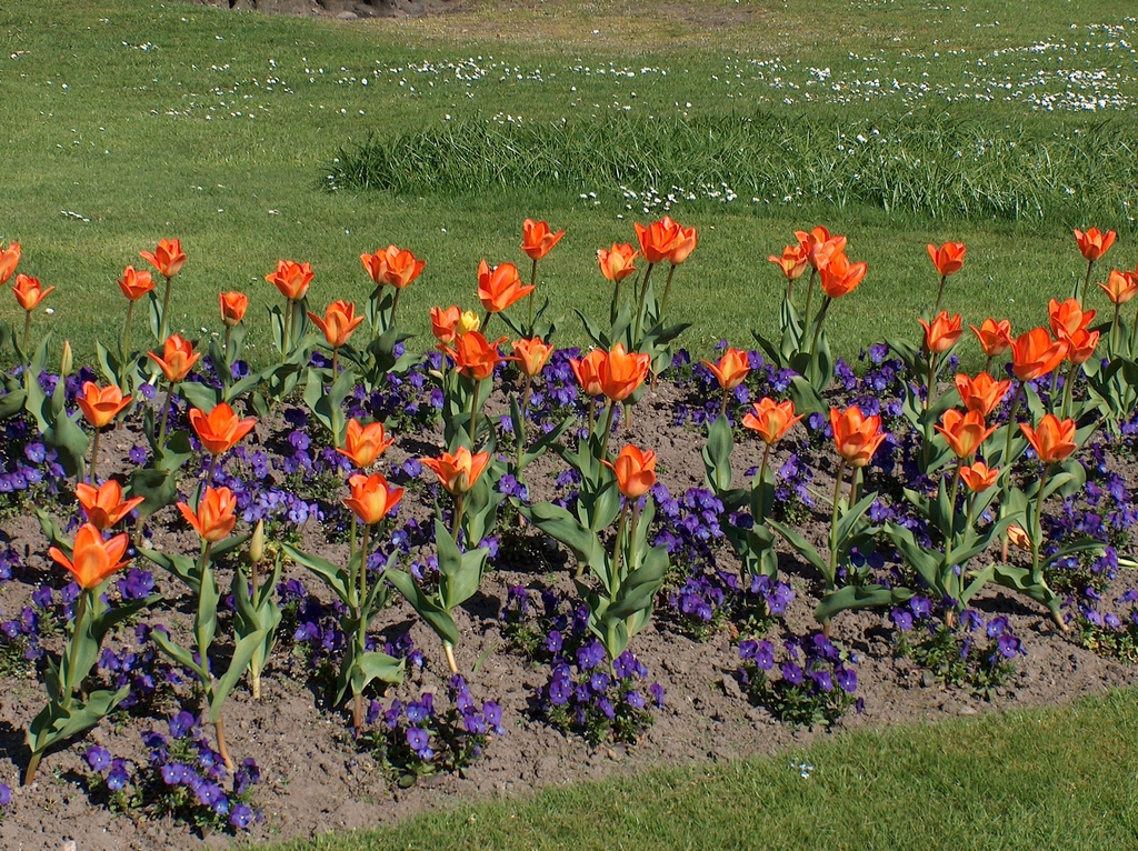 Flower display, Grant Park Forres