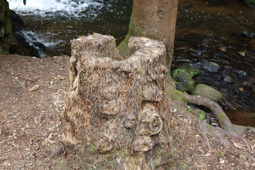 Tree stump with coins at Fairy Glen, Rosemarkie