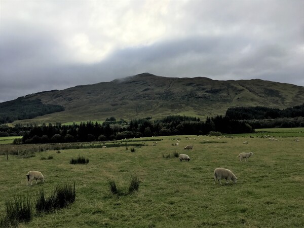 Sheep near Tyndrum