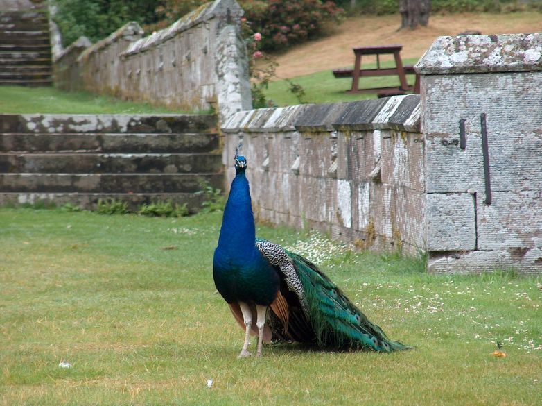 Peacock in Scone Palace gardens